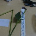 site1pickerel weed